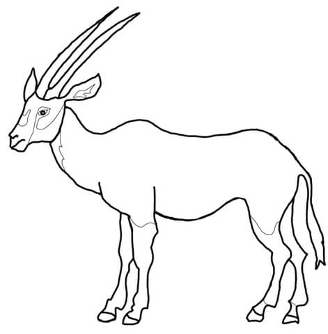 Arabian Oryx Coloring Page